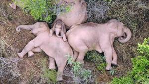 Els elefants xinesos tornen a casa