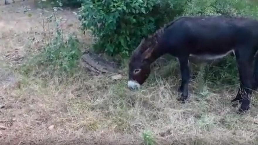 Recuperar el burro para evitar incendios en Desert de les Palmes