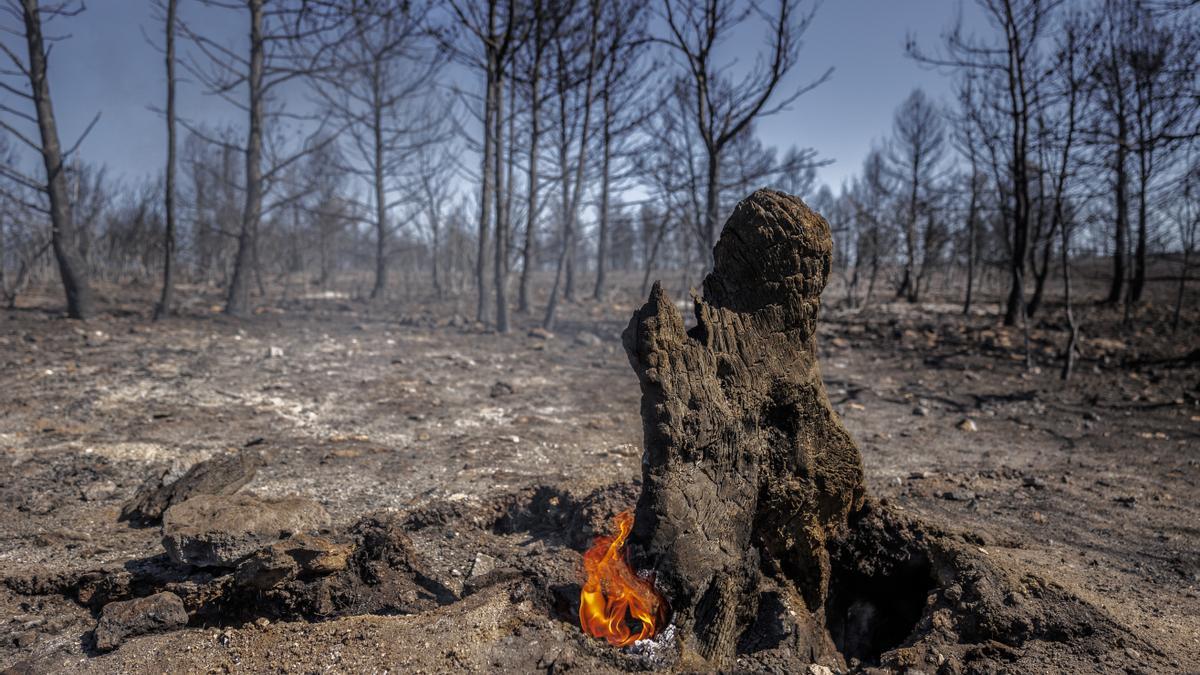 Zona afectada por incendio, en Bejís, en una imagen de hace unos días.