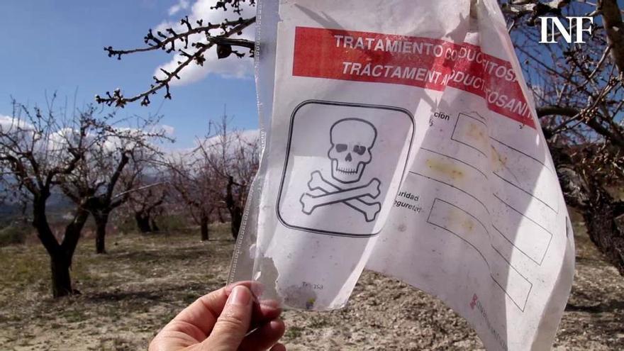 La Xylella reduce la producción de almendros en 350 toneladas