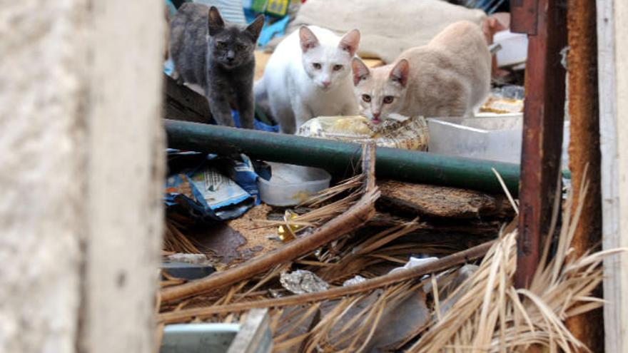 Varios gatos caminando entre basuras.