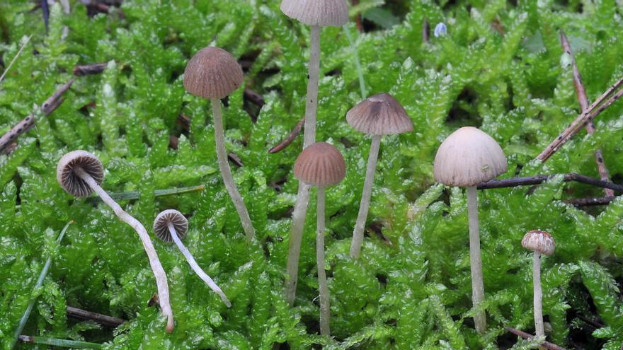 Detecten una espècie nova de fong al Parc Natural del Montgrí