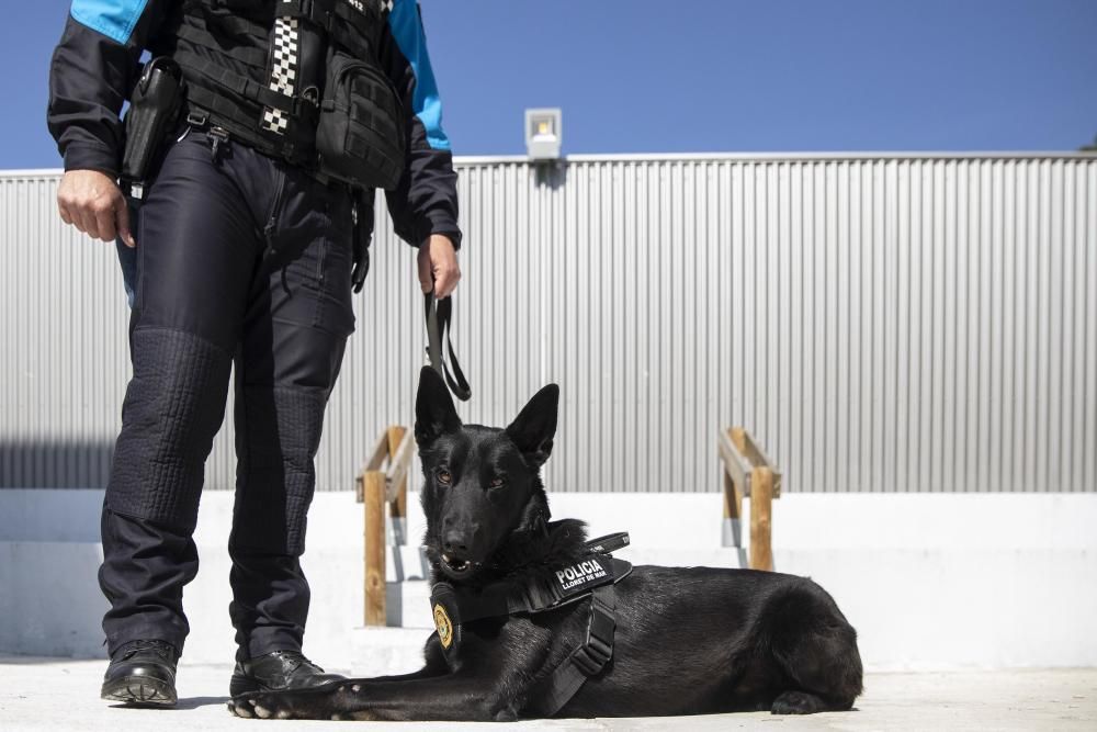 La Unitat Canina de la Policia Local de Lloret de Mar, en acció