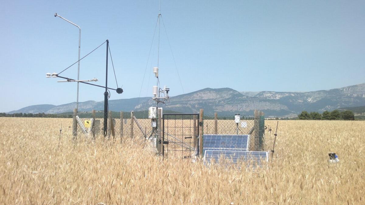 Los cultivos mixtos de cereales y leguminosas ayudan a mitigar el cambio climático