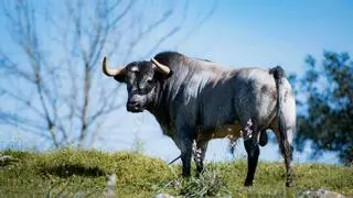 La Quinta, ganadería de encastada solera, abre la Feria de Fallas: "Llevamos la cabeza de camada a València"