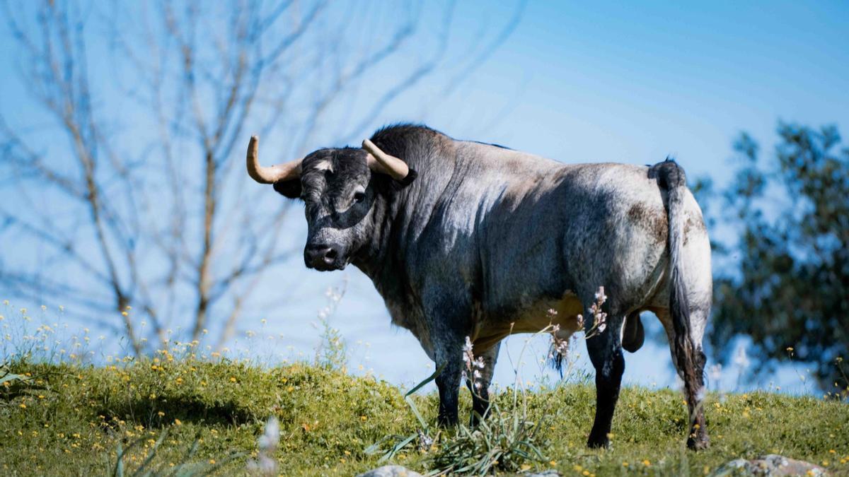 Los toros de La Quinta reseñados para su regreso a la Feria de Fallas