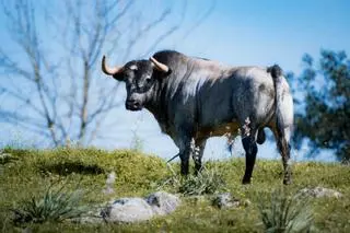 Los toros de La Quinta reseñados para su regreso a la Feria de Fallas