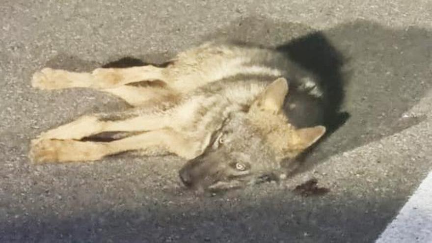 La Guardia Civil de Palencia localiza y auxilia a un lobo atropellado en Palencia