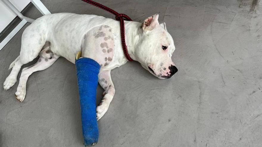 Denuncian que la Policía Nacional disparó a un perro, &quot;por ladrar&quot; en Las Palmas de Gran Canaria