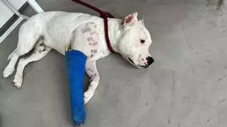 Denuncian que la Policía Nacional disparó a un perro, "por ladrar" en Las Palmas de Gran Canaria