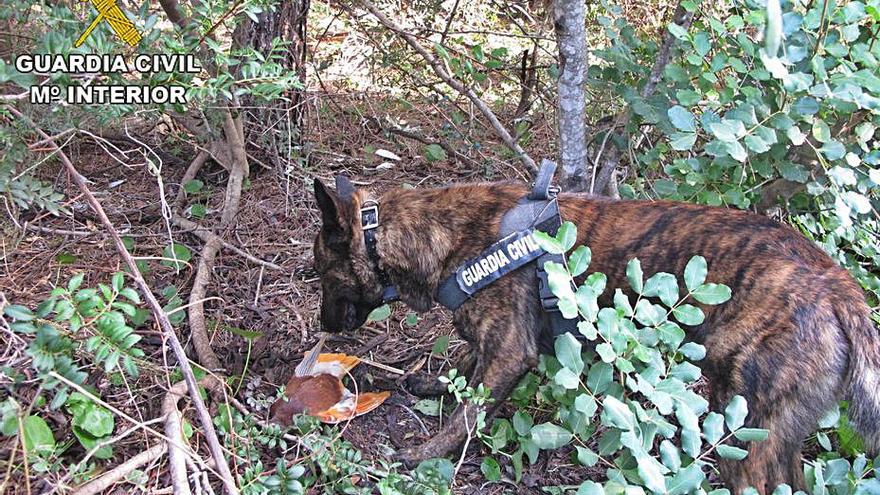 Un perro encuentra uno de los palomos con veneno. | GUARDIA CIVIL