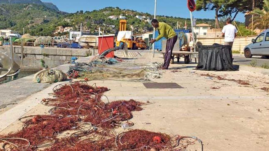 Los pescadores del Port de Sóller se ven muy perjudicados por esta merma del crustáceo.