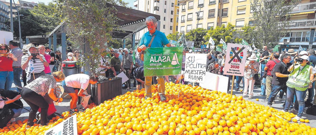 Un agricultor pisa naranjas ecológicas que se han quedado sin vender en la UE, en la protesta celebrada este martes en Alicante.