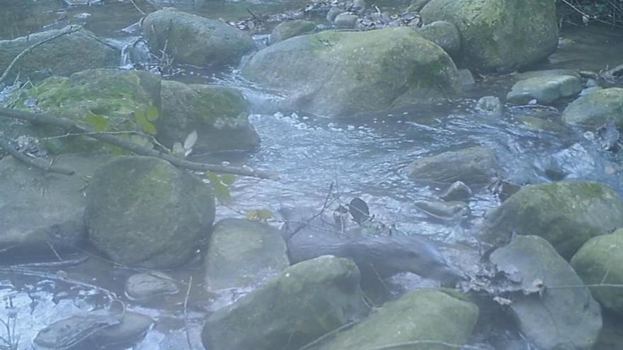 Reapareix la llúdriga a la capçalera del riu Anoia després de dècades desapareguda