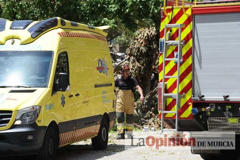 Cae parte del ficus de Santo Domingo en Murcia