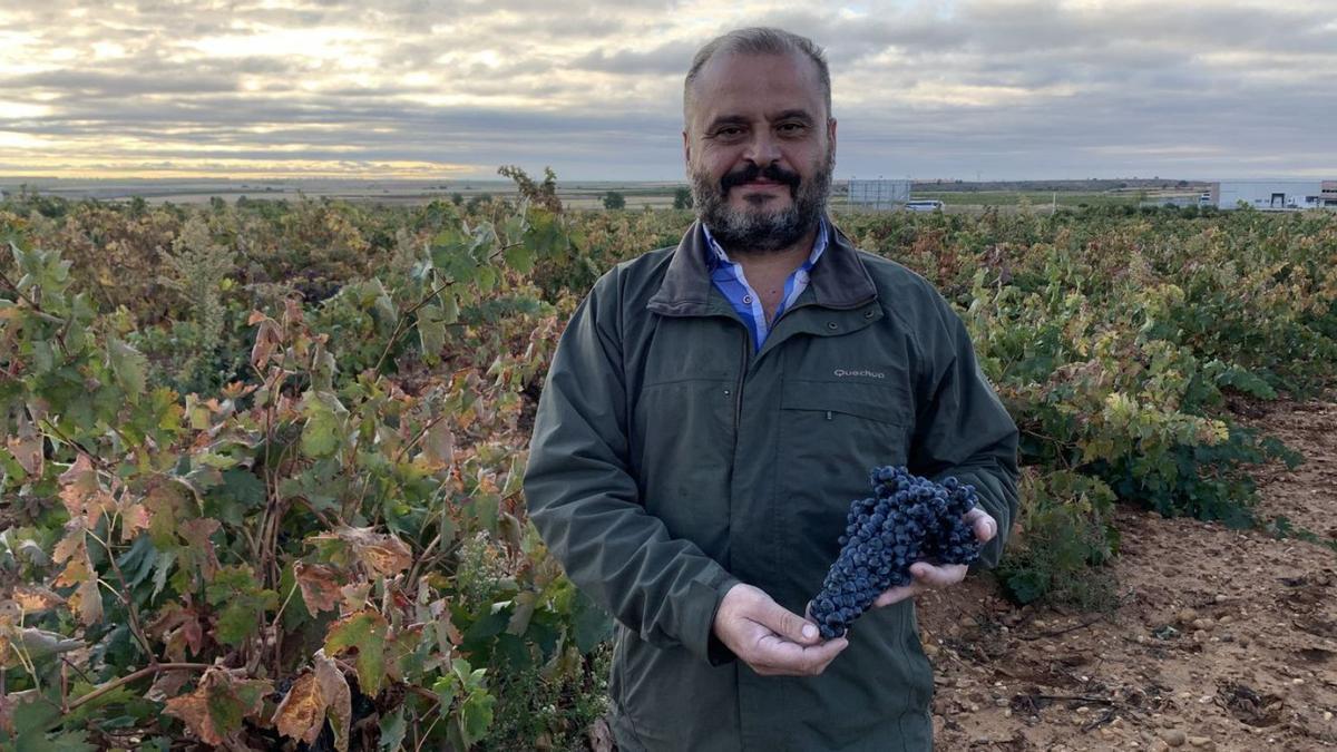 Felipe Nalda, presidente del Consejo Regulador de la DO Toro, en un viñedo toresano. | Cedida
