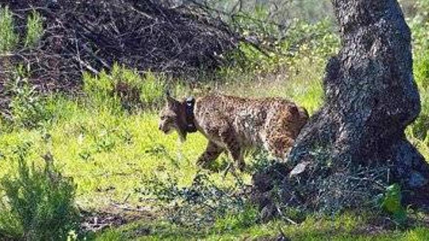 Descubierto el cadáver de un lince con un cepo en una de sus patas