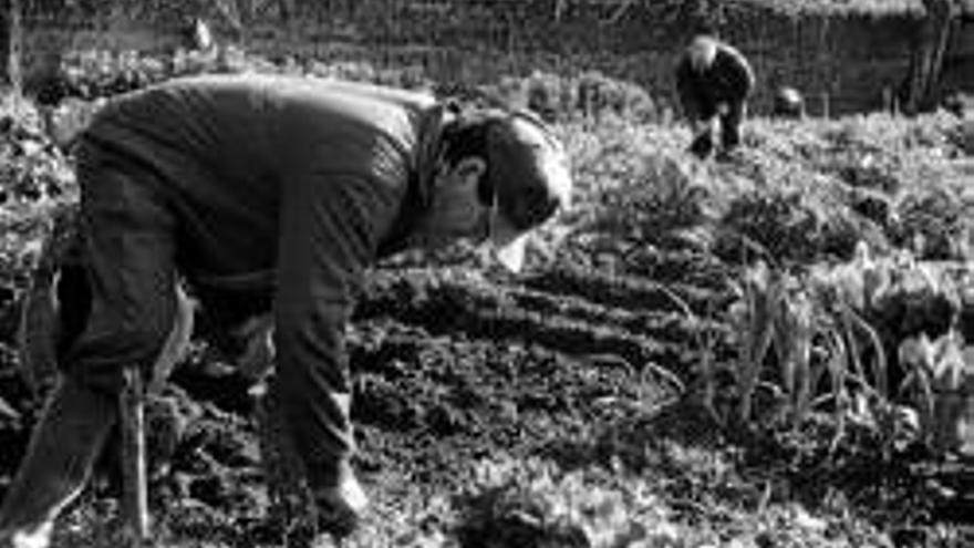 Una feria internacional hará de Cáceres la capital regional del producto ecológico