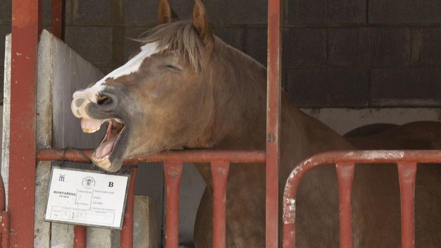 La inflación llega a la inseminación equina en Asturias, que se pone por las nubes: la parada de sementales triplica su precio