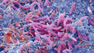 La microbiota está formada por las bacterias, hongos y otros microorganismos que pueblan nuestro intestino pero también la vagina de las mujeres.