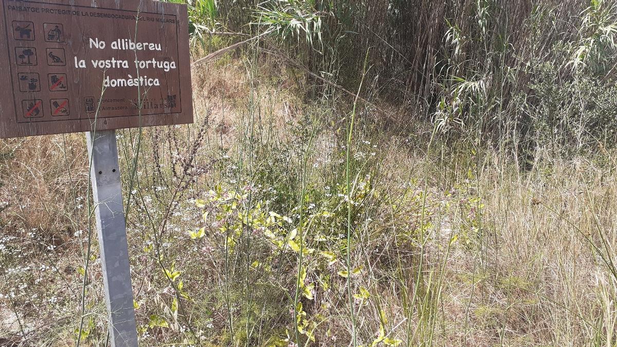 Cartel para no aliberar tortugas domésticas realizado por el Consorcio del riu Millars y el consistorio de Almassora.