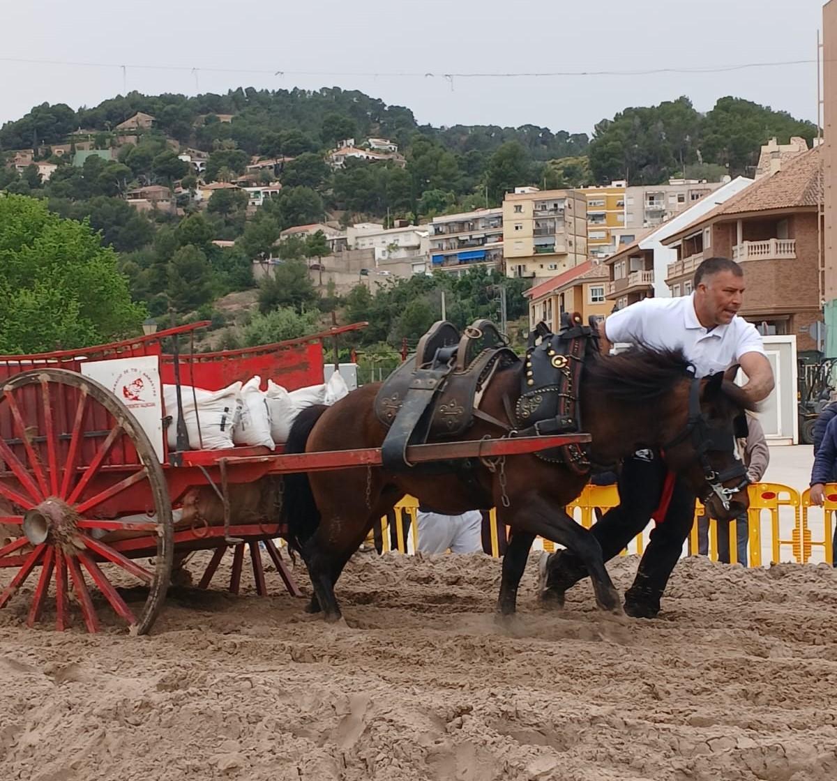 Nàquera recupera la competición de 'tiro y arrastre'.