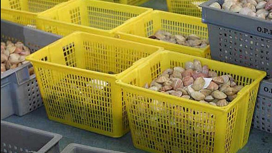 Varias cajas de marisco en una lonja gallega.