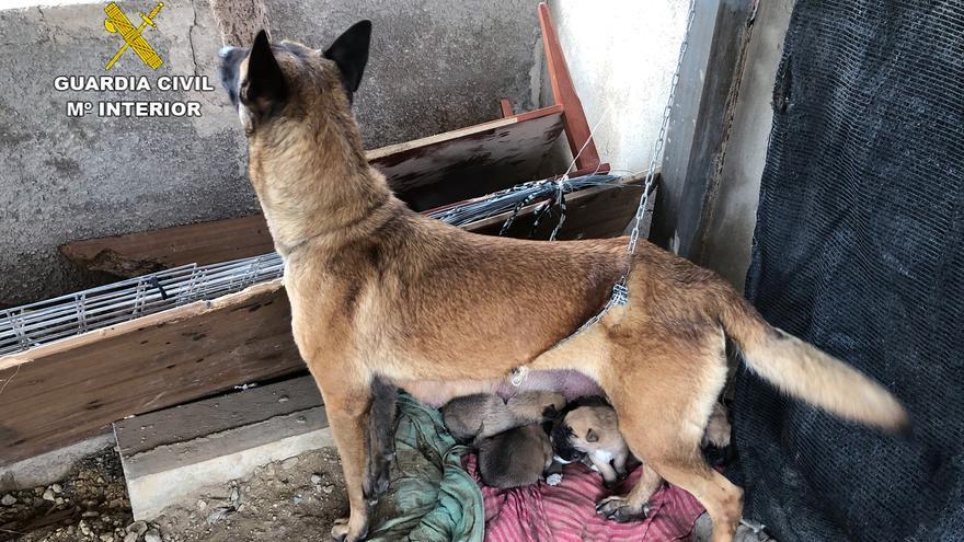 Salvan a una perra y sus nueve cachorros de sufrir maltrato animal en Librilla