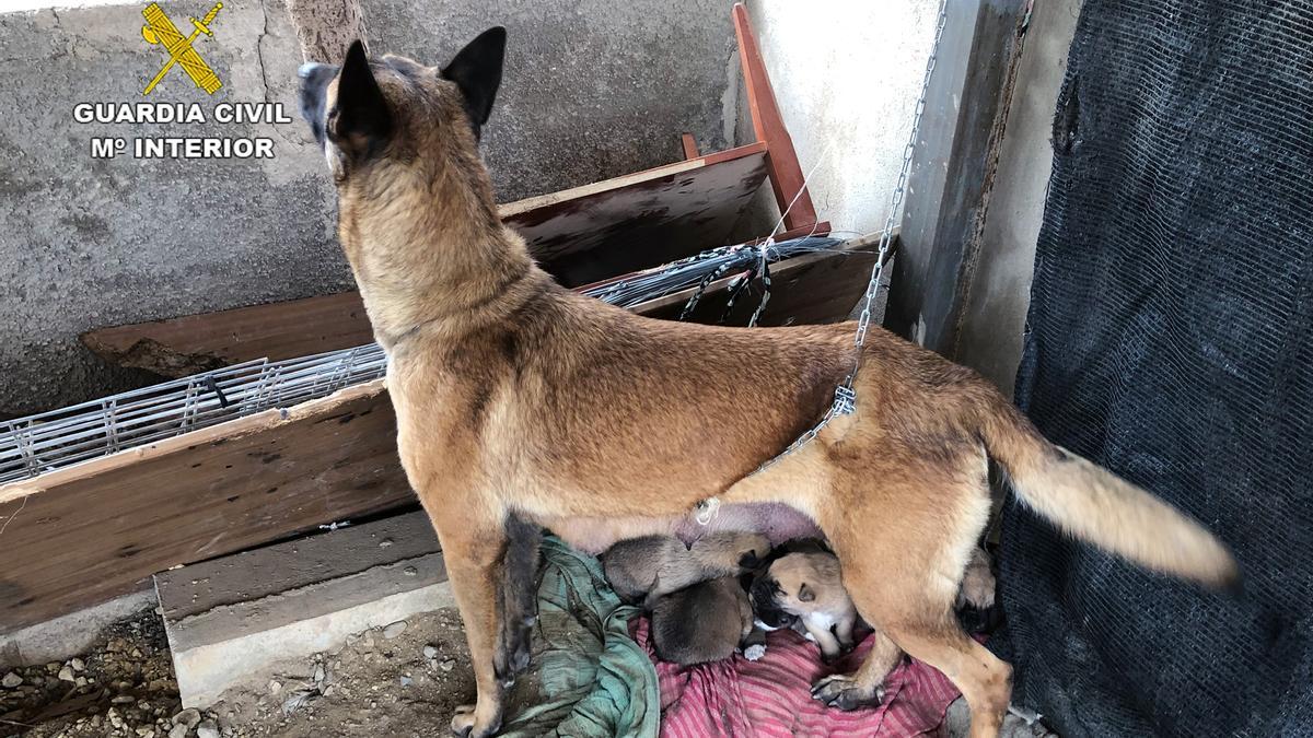 Salvan a una perra y nueve de sufrir maltrato animal en Librilla - La Opinión de Murcia