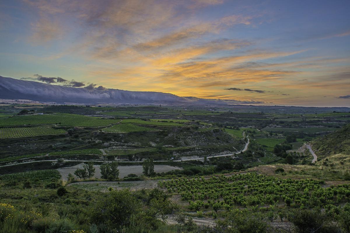 Una vista del celler Cosme Palacio de la Rioja.