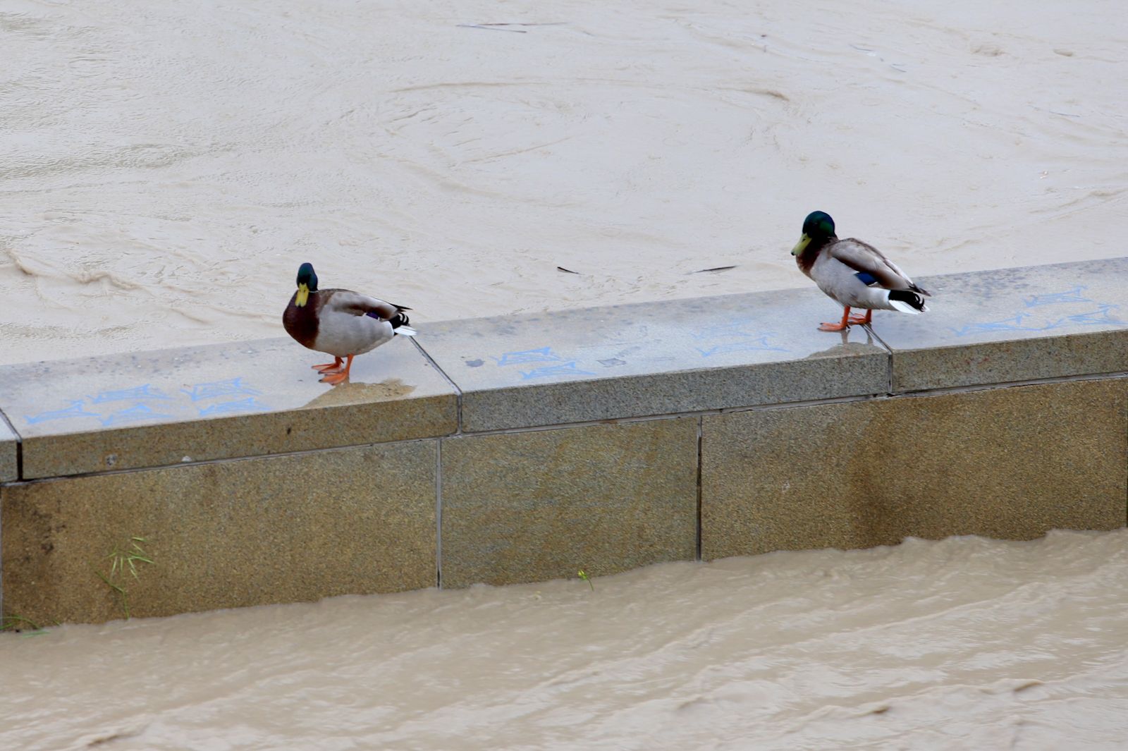 El caudal del Guadalquivir se duplica en Córdoba y entra en nivel naranja