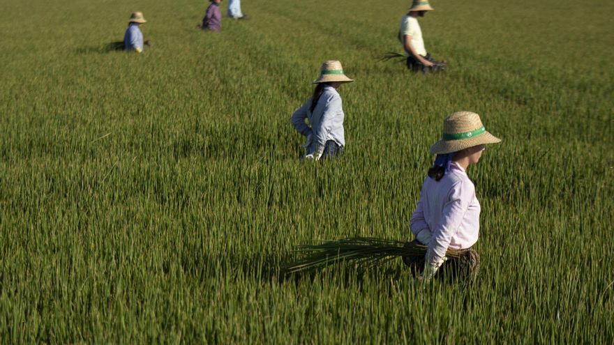 Arranca la siembra del arroz en Sevilla con la sombra de la competencia asiática y la falta de mano de obra