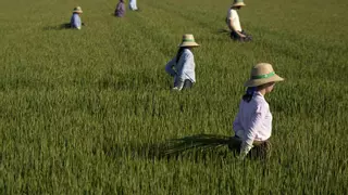 Arranca la siembra del arroz en Sevilla con la sombra de la competencia asiática y la falta de mano de obra