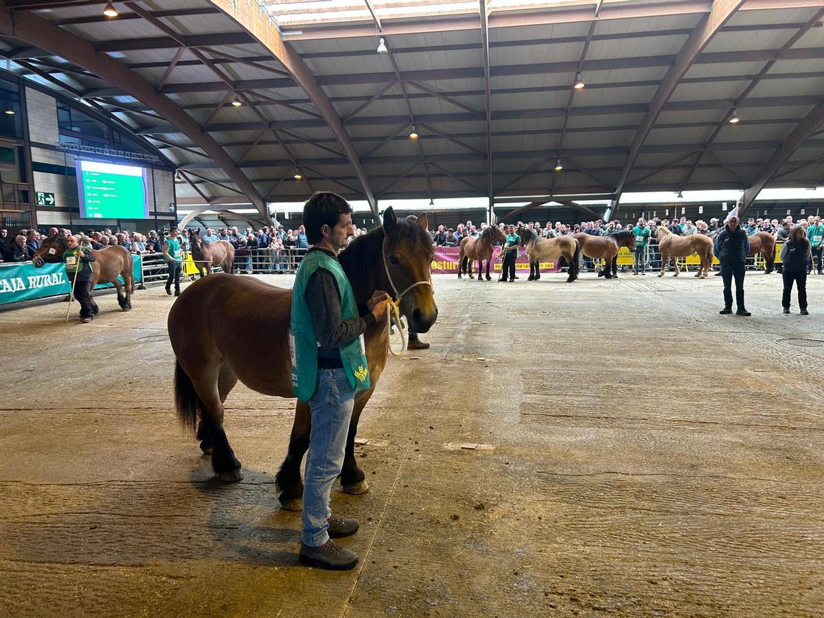 EN IMÁGENES: Concurso de Ganado Equino de la Montaña Asturiana en Pola de Siero EN IMÁGENES: Concurso de Ganado Equino de la Montaña Asturiana en Pola de Siero