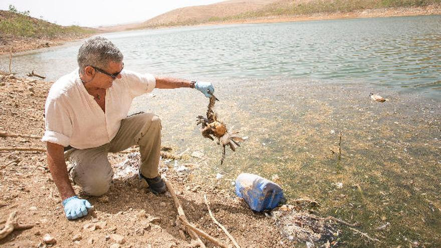 Fuerteventura indaga las causas de la defunción de 27 aves en humedales