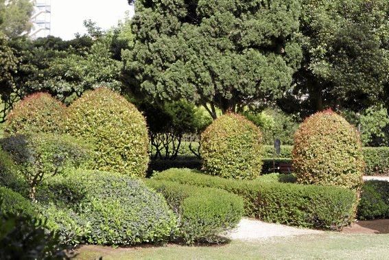 In den Jardines von Marivent: alte Bäume, organische Formschnitte und viel Grün. Ein botanischer Rundgang mit der Gartenarchitektin Erika Könn.