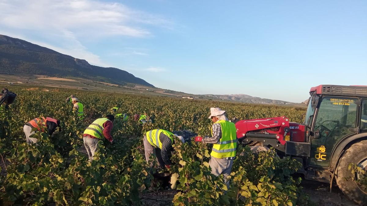 Vendimiadores en Jumilla.