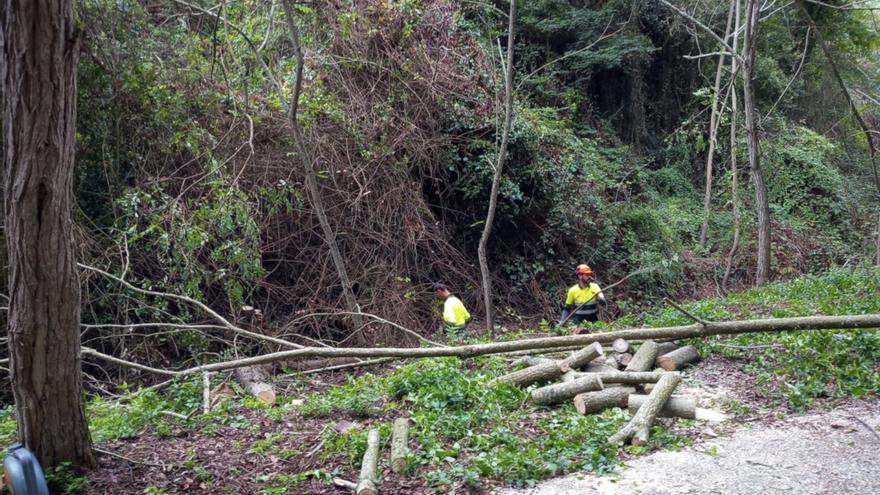 Palafrugell treballa per controlar diverses plantes invasores que «amenacen» l&#039;ecosistema del torrent de la Pedrosa