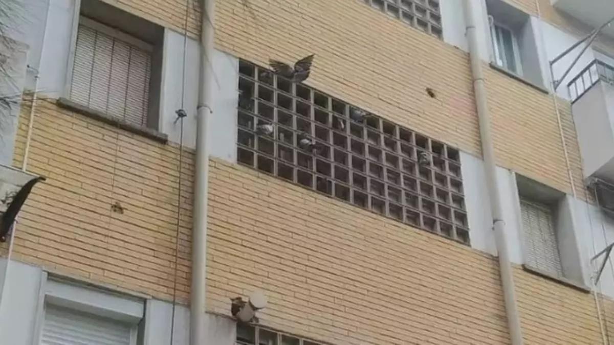 Palomas en un edificio de La Antigua de Mérida.