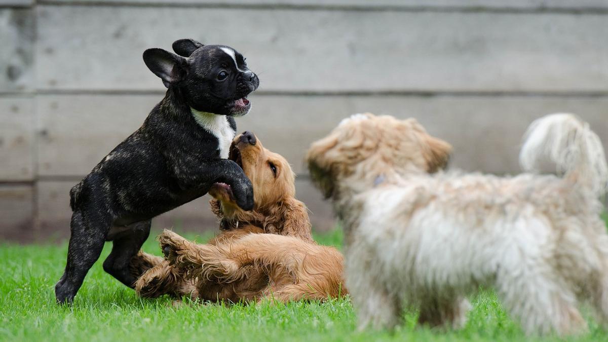 Perros jugando en el parque.