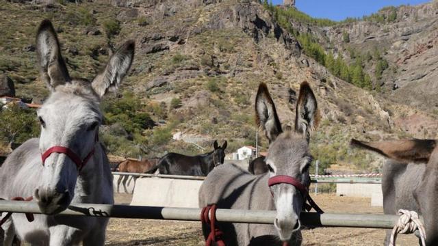 Burros en la Feria Equina de La Culata de Tejeda, con el Roque Nublo al fondo.