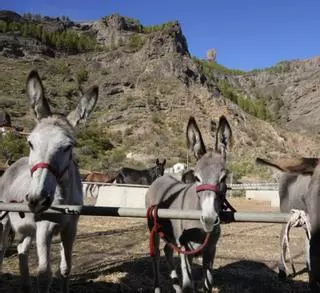 Más de 80 burros acuden a la feria de La Culata con «el futuro asegurado»