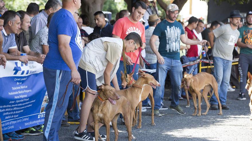 Exposición monográfica del Podenco Canario y Feria Insular de Caza