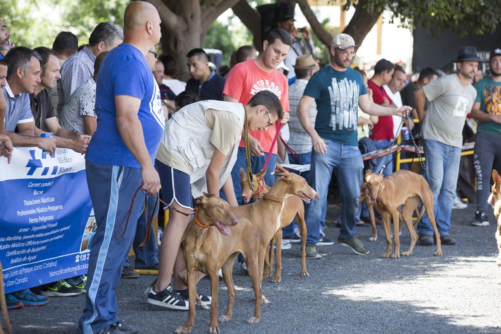 Exposición monográfica del Podenco Canario