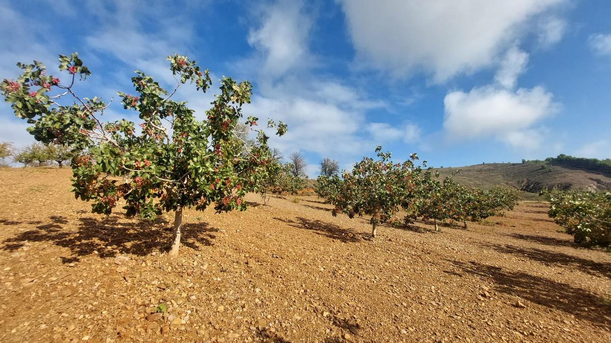 Campo de pistachos y pistacheros en Aragón, en una imagen de archivo.