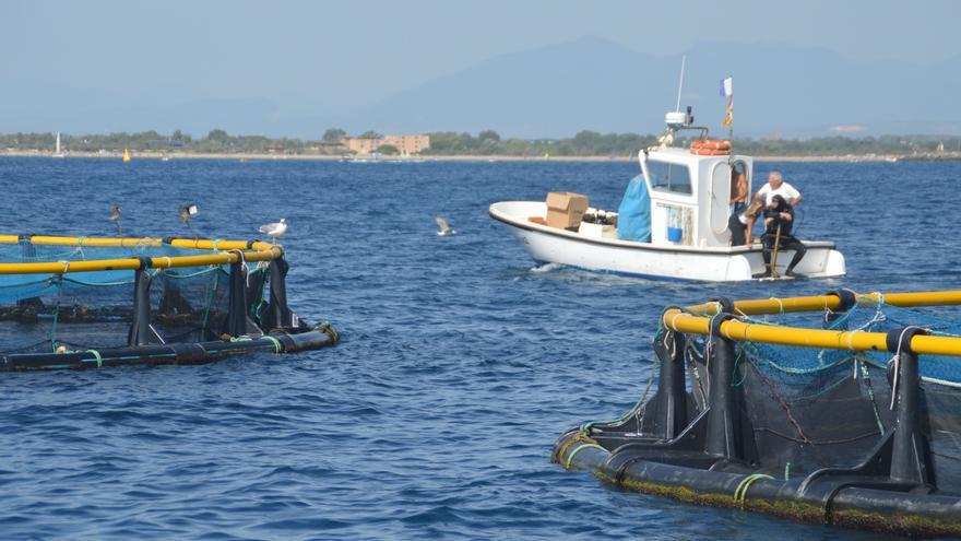 Roses i el Delta de l’Ebre sumen esforços per preservar els musclos al litoral català