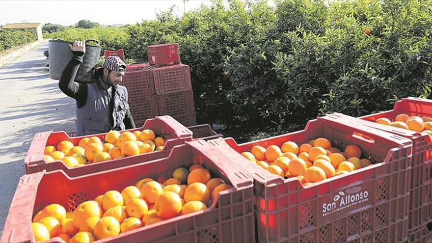 Un acuerdo comercial entre la UE y Sudamérica amenaza la naranja