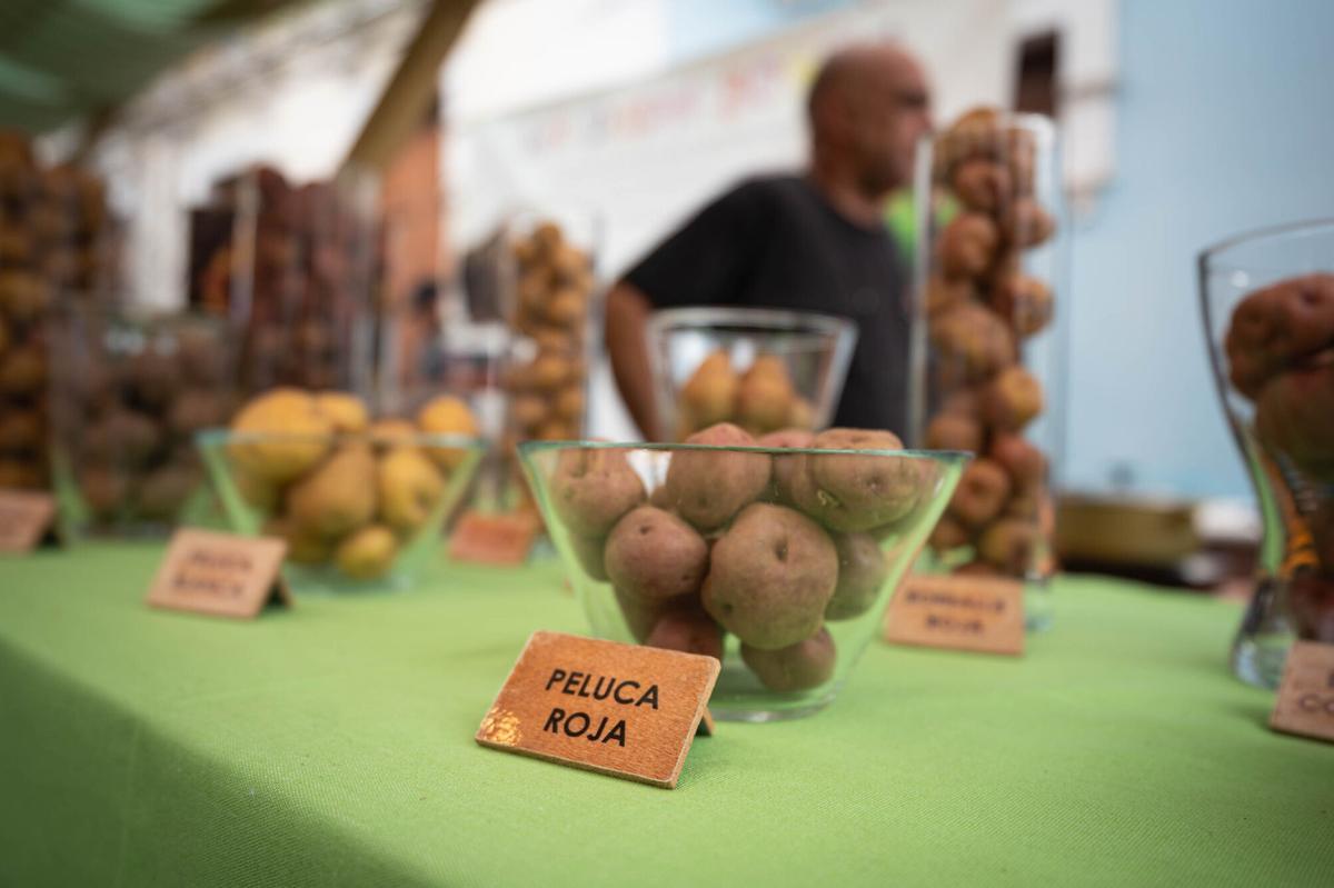 Los Realejos reúne a agricultores y cocineros en una jornada para poner en valor la papa antigua