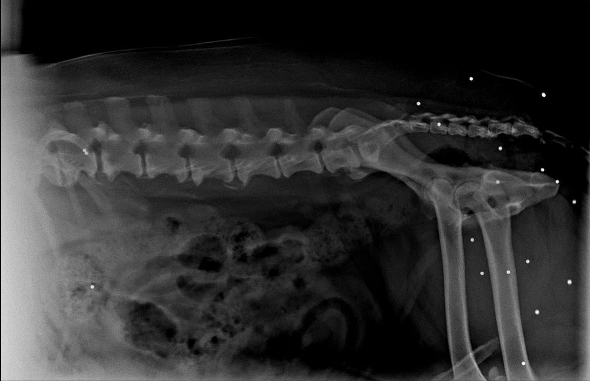 Las radiografías que le hicieron a Gordon para evaluar su artrosis desvelaron al cruel maltrato al que ha sido sometido, al dispararle perdigones.