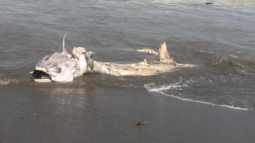 Exigen investigar la mortalidad de atunes en las costas murcianas